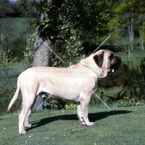 ch weatherhill thor, mastiff, 