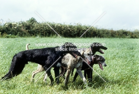 three lurchers, rough and smooth coated, moving off