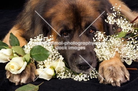 Leonberger with flower