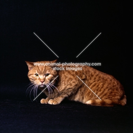 red spotted British Shorthair cat