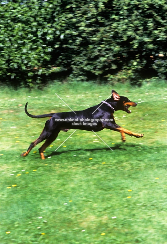 undocked dobermann galloping exhuberantly