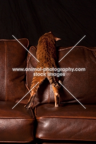 Bengal over couch