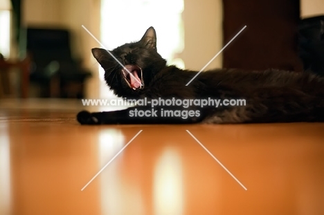 black cat lying on floor