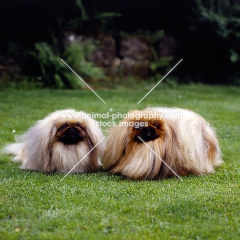 l, ch belnap ego & r,ch applause by belnap,  two pekingese in show coat
