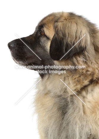 Leonberger, Australian Champion, profile