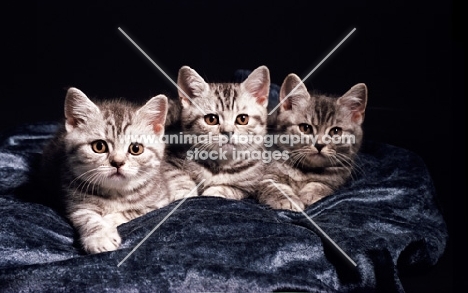 three British Shorthair kittens