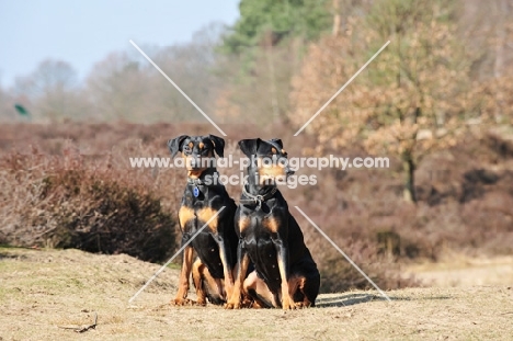 two German Pinschers in Germany