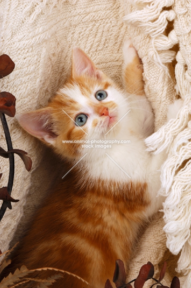 red and white non pedigree kitten