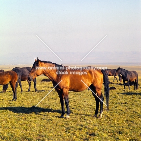 Kabardine stallion with his taboon of mares in Caucasus mountains