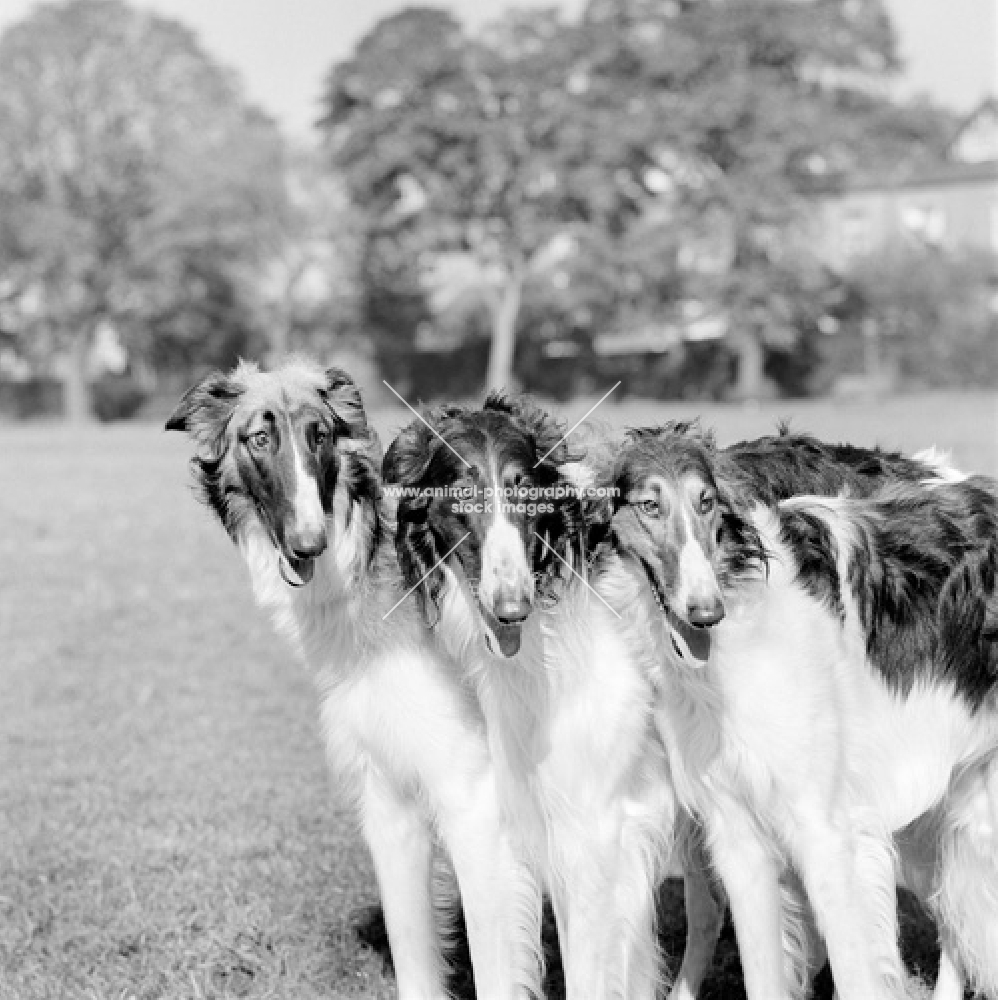 three borzois from springett kennels