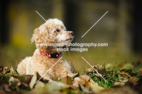 apricot coloured toy Poodle