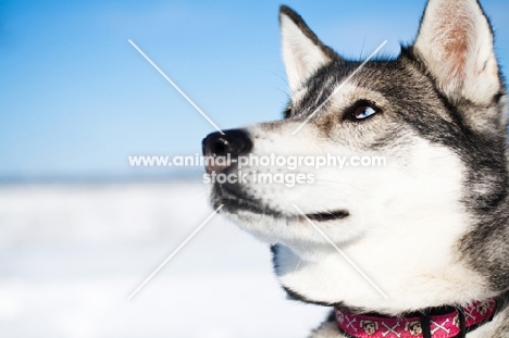 Husky profile