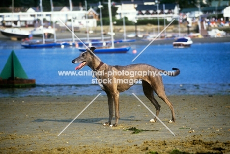 greyhound at bembridge harbour