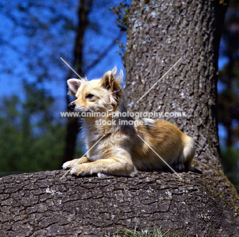 long coat chihuahua lying on branch