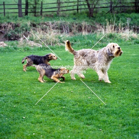 champion otterhound and two puppies playing