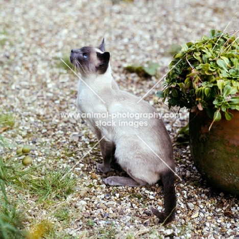 blue point siamese cat 