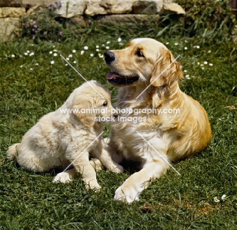 Sarah, golden retriever with puppy lying on the grass