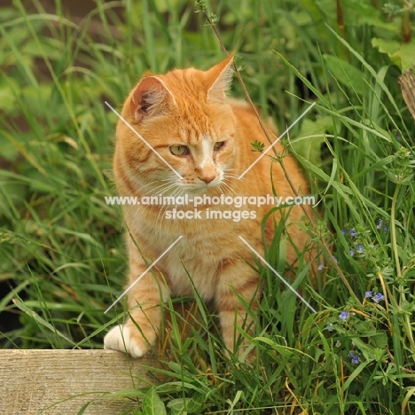 domestic shorthaired cat mixed breed