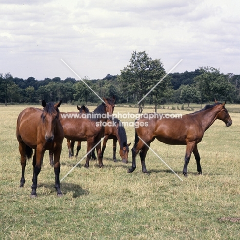 group of young Cleveland Bays