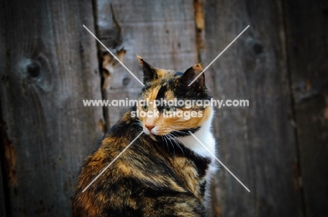 calico cat (tortoiseshell and white) near wood