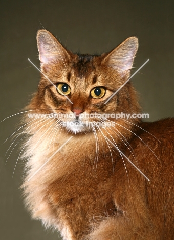 Somali cat portrait