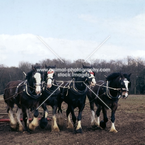 four shire horses at SCHHA spring working