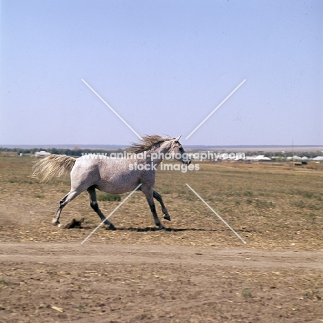 plantazija, flea bitten grey tersk mare at stavropol stud farm, russia