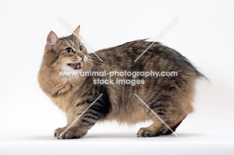 Tailless non pedigree cat, Brown Mackerel Tabby, meowing
