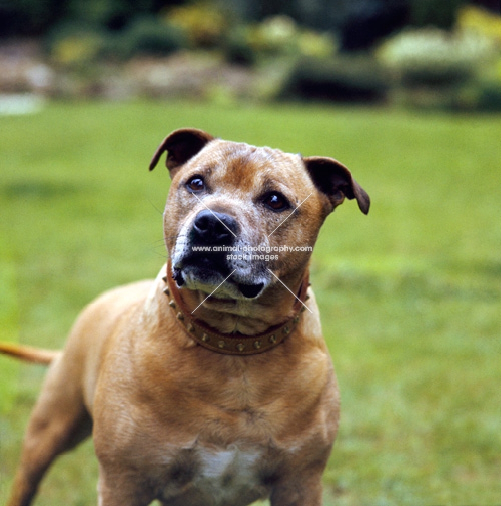 toby, staffordshire bull terrier with studded collar