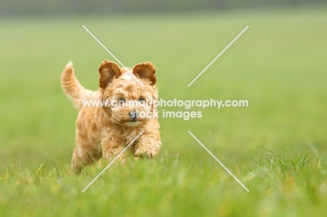 Cockapoo puppy running in field