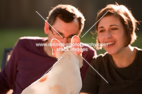 Man and woman looking at French Bulldog puppy