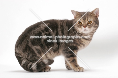 Blue Classic Tabby American Shorthair cat, side view