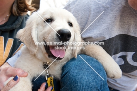 Golden retriever puppy on owner's leg.