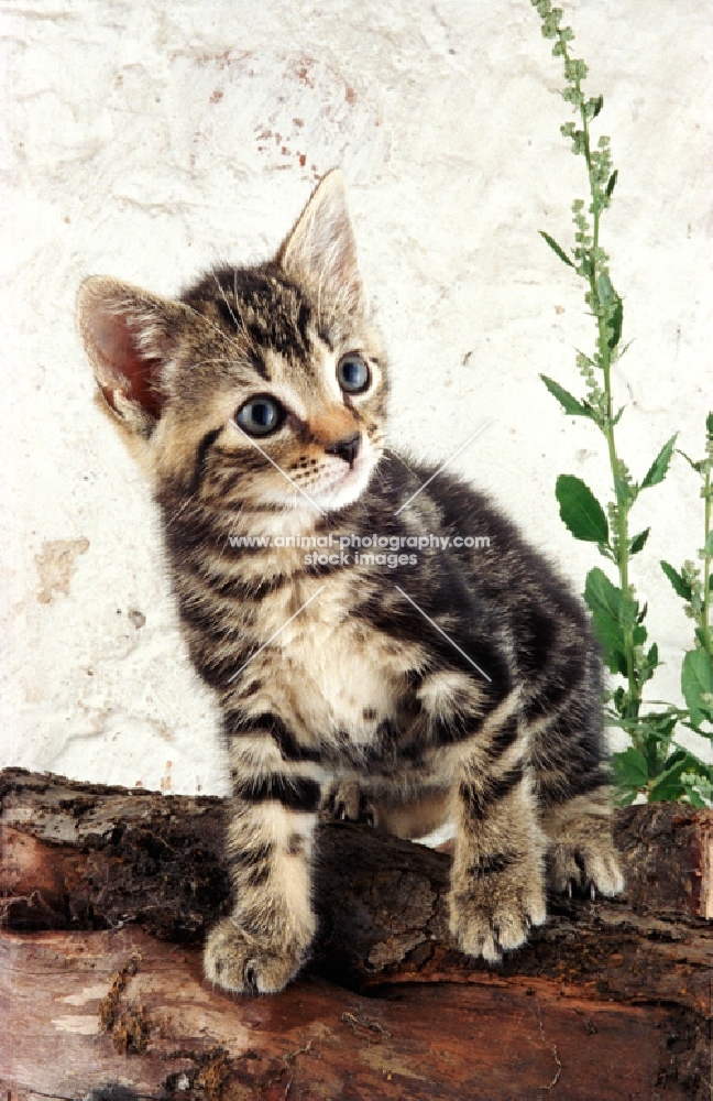 tabby kitten sitting on a log