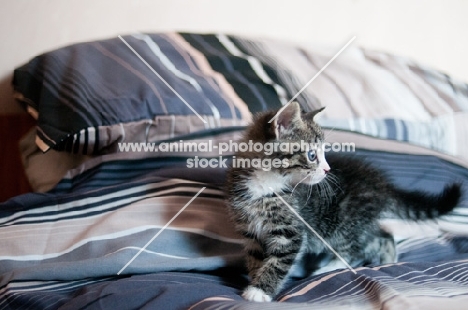 kitten on bed