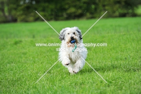 Polish Lowland Sheepdog running in field