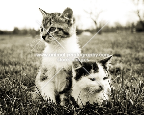 two kittens sitting in grass