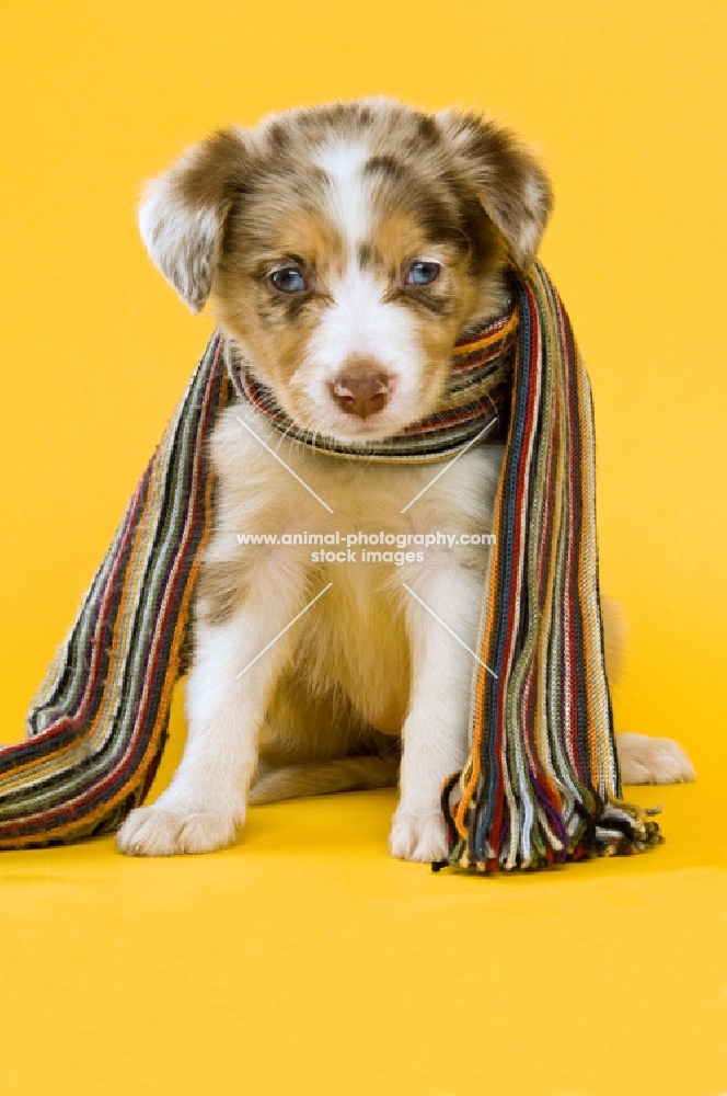border collie puppy with scarf isolated on a yellow background