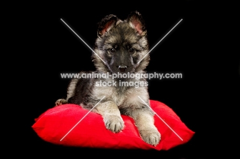 cute German Shepherd (aka Alsatian) puppy on red pillow