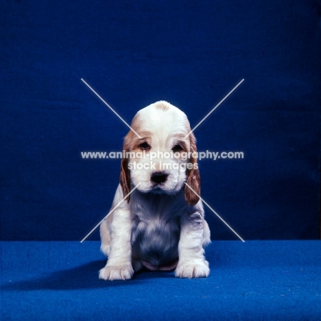 english cocker spaniel puppy on blue background