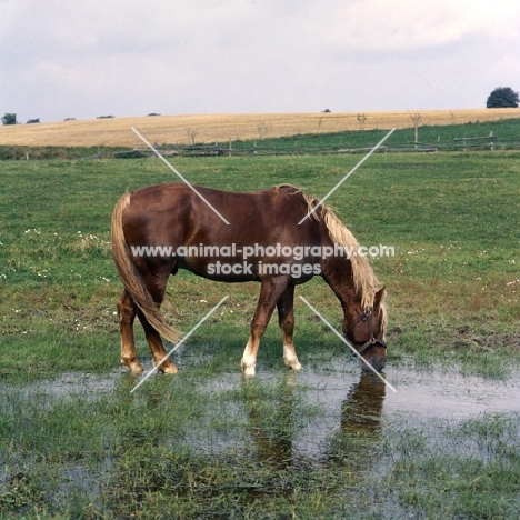 Martini, Frederiksborg stallion drinking from shallow pond