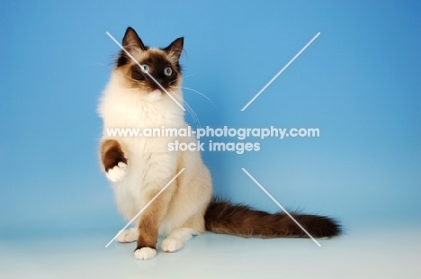 mitted seal ragdoll cat, one leg up
