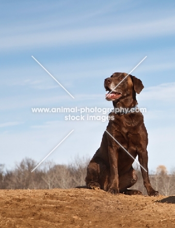 chocolate Labrador 