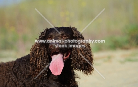 American Water Spaniel, tongue out