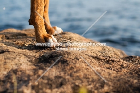 Boxer paws on rock