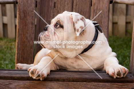 Bulldog on chair, looking aside