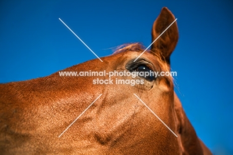 canadian sport horse face