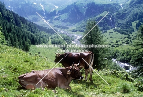 two brown swiss cows in the alps