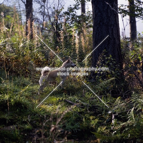  ch squirreldene bjanka norwegian buhund in forest