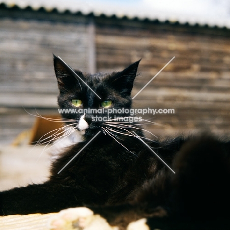 black cat with white markings